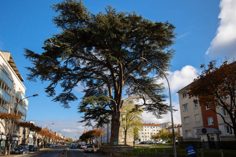 Un Cèdre du Liban 🇱🇧 🌲 à Livry Gargan en Seine-Saint-Denis, 🇫🇷 93