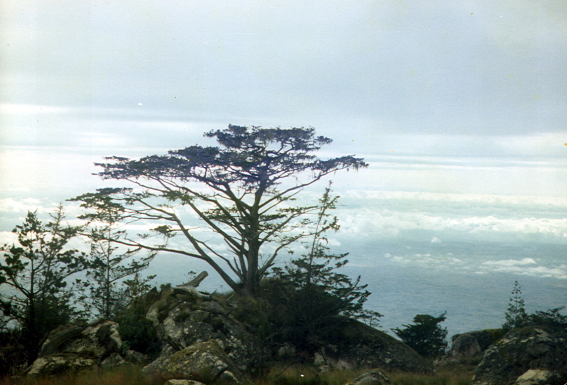 Un Cyprès Africain 🌲 au Malawi 🇲🇼 en Afrique Centrale/Australe